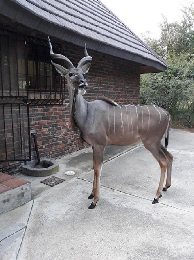 Crowe'S Nest Villa Marloth Park Bagian luar foto