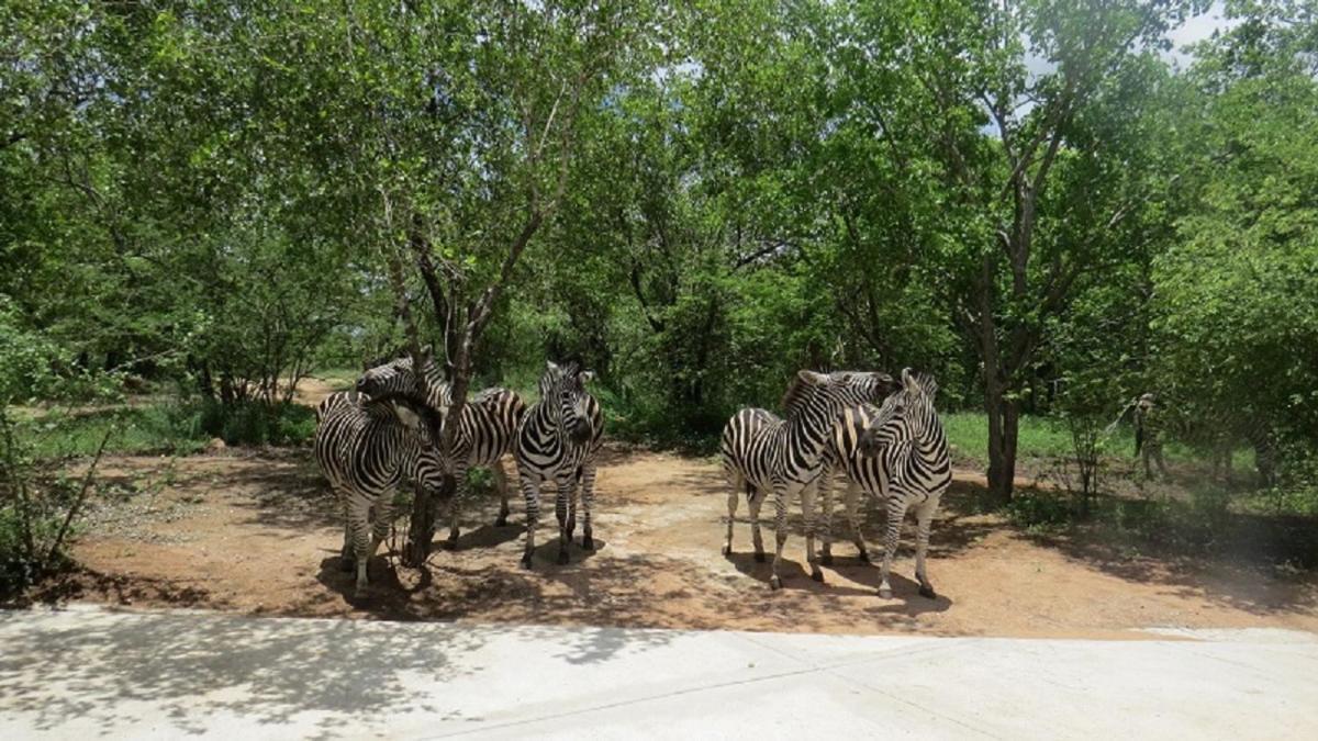 Crowe'S Nest Villa Marloth Park Bagian luar foto