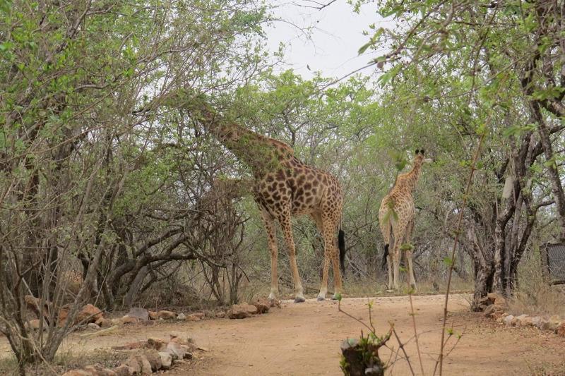 Crowe'S Nest Villa Marloth Park Bagian luar foto